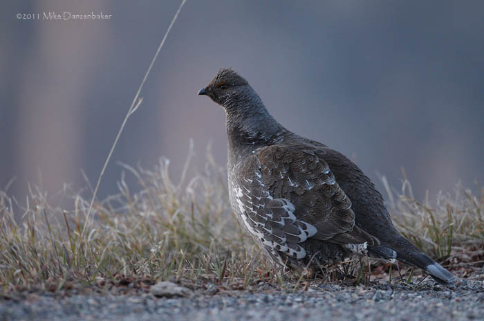 Dusky Grouse (Dendragapus obscurus) photo