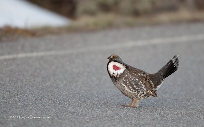 Dusky Grouse (Dendragapus obscurus) photo