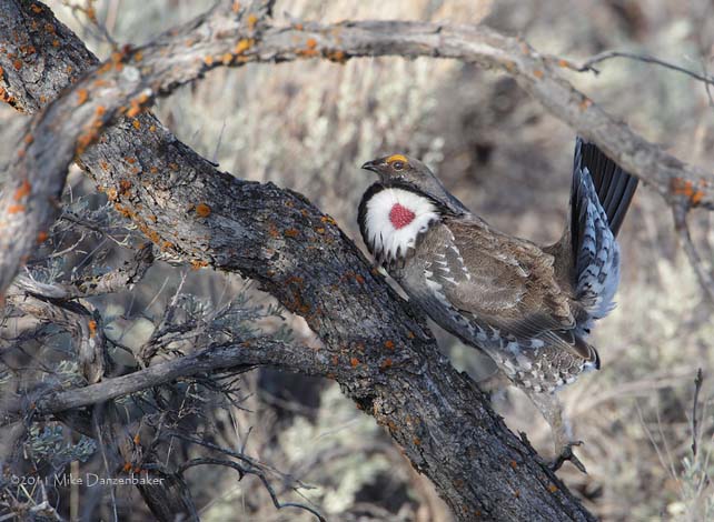Dusky Grouse (Dendragapus obscurus) photo