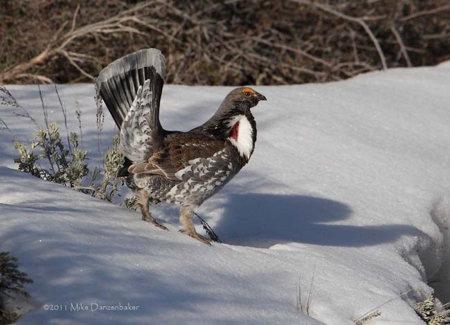 Dusky Grouse (Dendragapus obscurus) photo