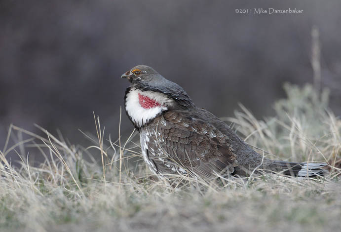 Dusky Grouse (Dendragapus obscurus) photo