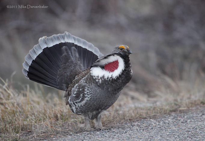 Dusky Grouse (Dendragapus obscurus) photo