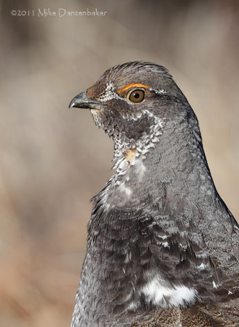 Dusky Grouse (Dendragapus obscurus) photo