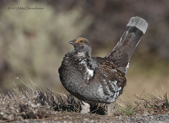 Dusky Grouse (Dendragapus obscurus) photo
