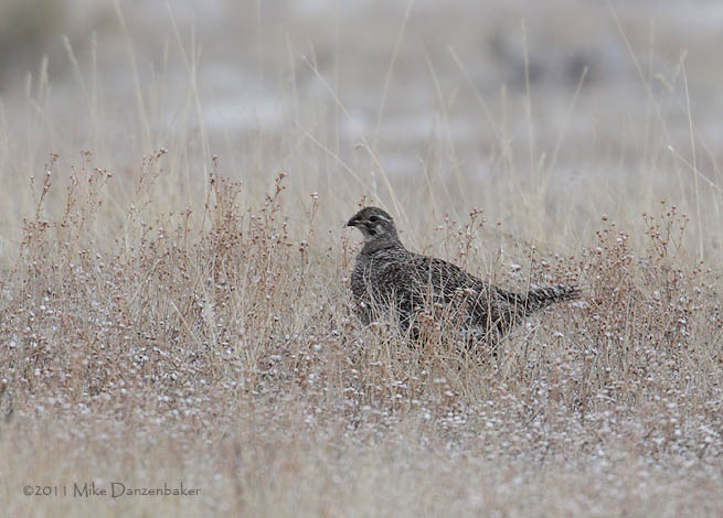 Gunnison Grouse (Centrocercus minimus) photo
