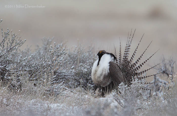 Gunnison Grouse (Centrocercus minimus) photo