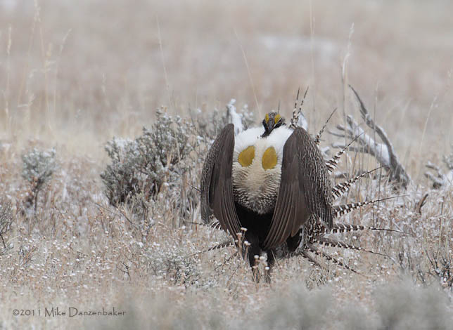 Gunnison Grouse (Centrocercus minimus) photo