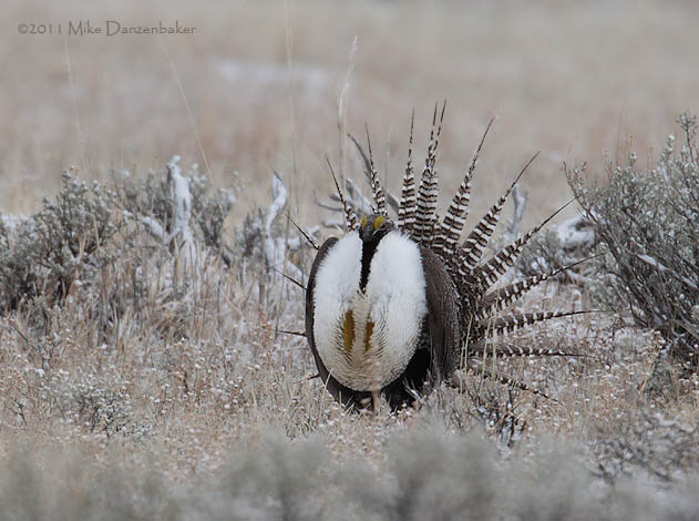 Gunnison Grouse (Centrocercus minimus) photo