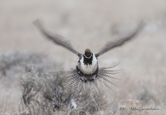 Gunnison Grouse (Centrocercus minimus) photo