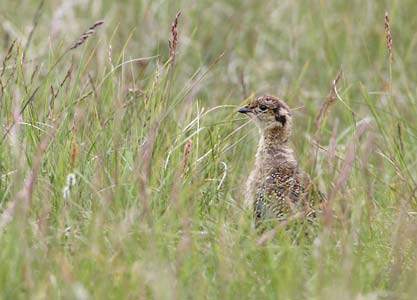 Red Grouse (Lagopus lagopus lagopus) photo