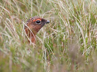 Red Grouse (Lagopus lagopus lagopus) photo