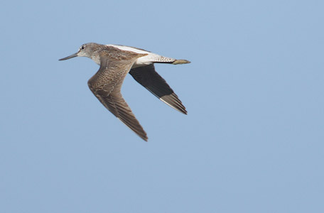 Common Greenshank (Tringa nebularia) photo