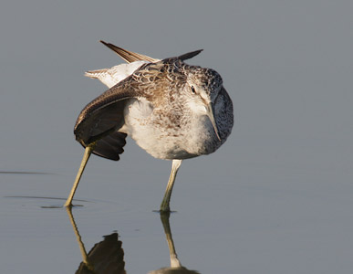 Common Greenshank (Tringa nebularia) photo