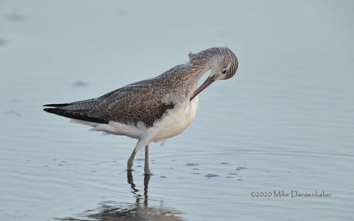 Common Greenshank (Tringa nebularia) photo