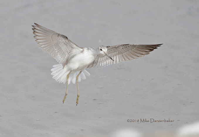 Common Greenshank (Tringa nebularia) photo