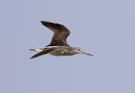 Common Greenshank (Tringa nebularia) photo