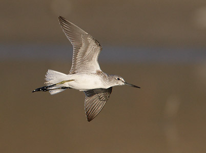 Common Greenshank (Tringa nebularia) photo