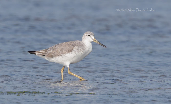 Nordmann's Greenshank (Tringa guttifer) photo