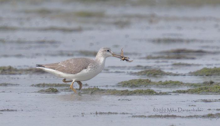 Nordmann's Greenshank (Tringa guttifer) photo