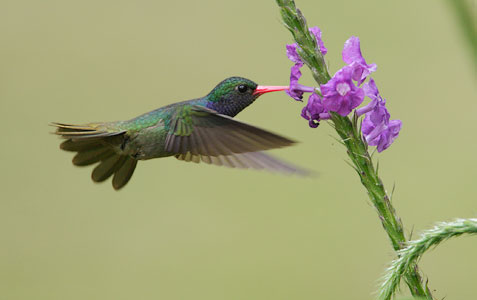 Blue-throated Goldentail (Hylocharis eliciae) photo