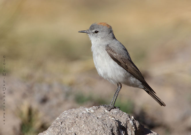 Rufous-naped Ground-Tyrant (Muscisaxicola rufivertex) photo