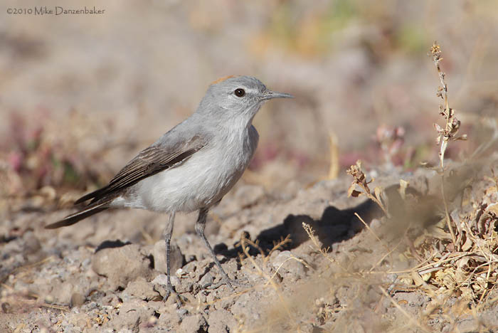 Rufous-naped Ground-Tyrant (Muscisaxicola rufivertex) photo