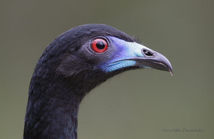 Black Guan (Chamaepetes unicolor) photo