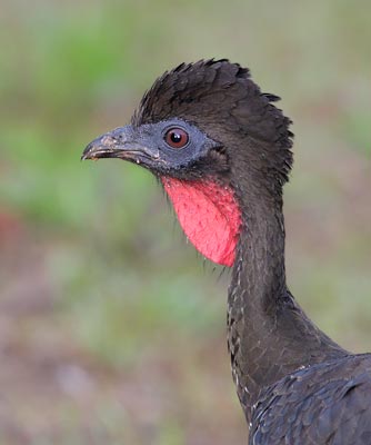 Crested Guan (Penelope purpurascens) photo