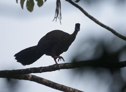 Crested Guan (Penelope purpurascens) photo