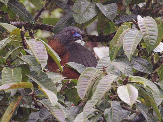 Sickle-winged Guan (Chamaepetes goudotii) photo