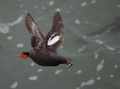 Pigeon Guillemot (Cepphus columba) photo