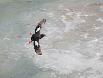 Pigeon Guillemot (Cepphus columba) photo