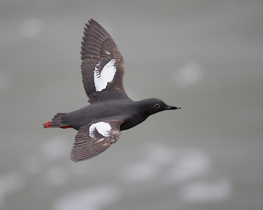 Pigeon Guillemot (Cepphus columba) photo