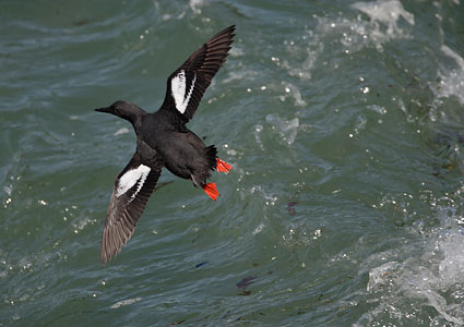 Pigeon Guillemot (Cepphus columba) photo