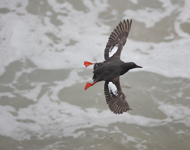 Pigeon Guillemot (Cepphus columba) photo