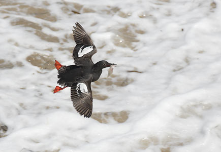 Pigeon Guillemot (Cepphus columba) photo