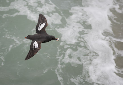 Pigeon Guillemot (Cepphus columba) photo