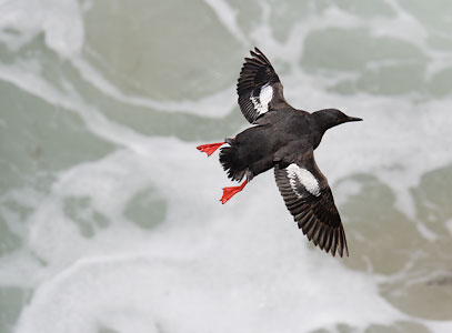 Pigeon Guillemot (Cepphus columba) photo