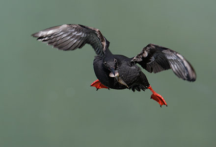 Pigeon Guillemot (Cepphus columba) photo