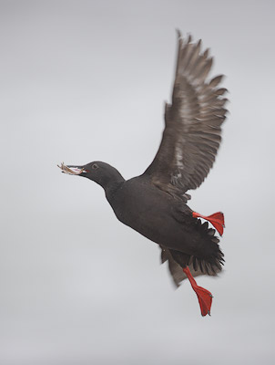 Pigeon Guillemot (Cepphus columba) photo