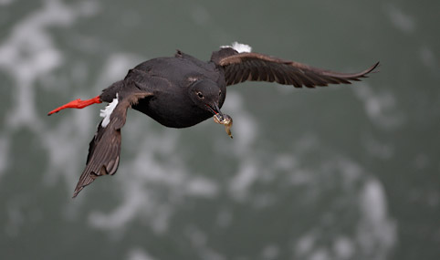Pigeon Guillemot (Cepphus columba) photo