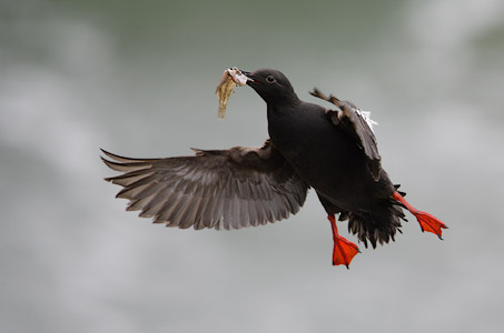 Pigeon Guillemot (Cepphus columba) photo