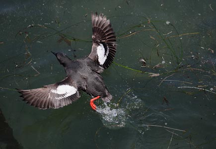 Pigeon Guillemot (Cepphus columba) photo