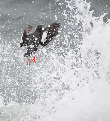 Pigeon Guillemot (Cepphus columba) photo