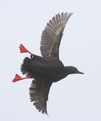 Pigeon Guillemot (Cepphus columba) photo