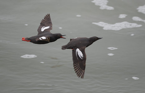 Pigeon Guillemot (Cepphus columba) photo