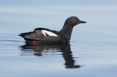 Pigeon Guillemot (Cepphus columba) photo