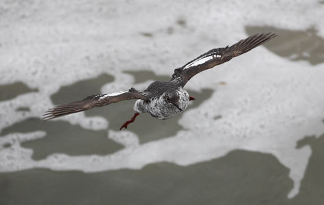 Pigeon Guillemot (Cepphus columba) photo