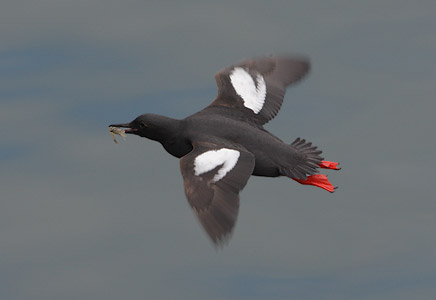 Pigeon Guillemot (Cepphus columba) photo