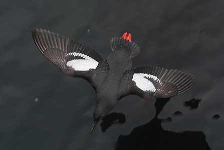 Pigeon Guillemot (Cepphus columba) photo